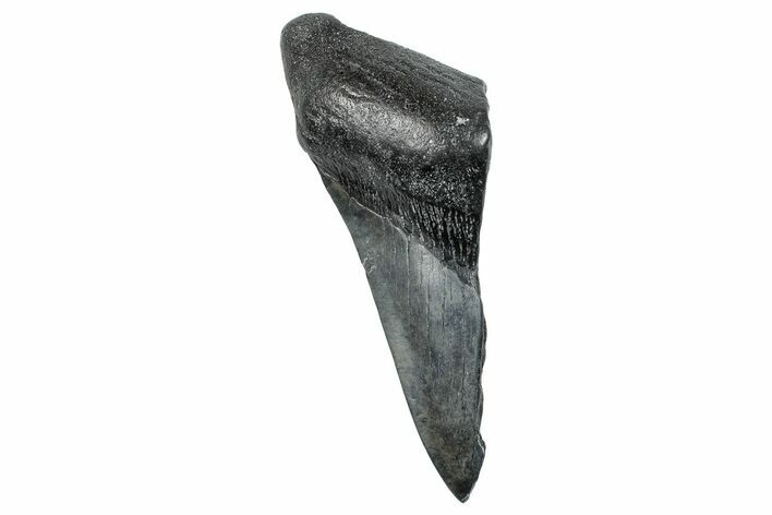 Partial Fossil Megalodon Tooth - South Carolina #275391